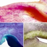 Kuretake Aquarelverf Gansai Tambi Watercolor Granulating Colors set II - Afbeelding 6